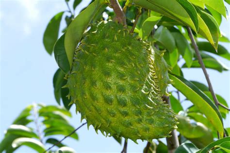 Soursop Trees - Louie's Nursery & Garden Center - Riverside CA