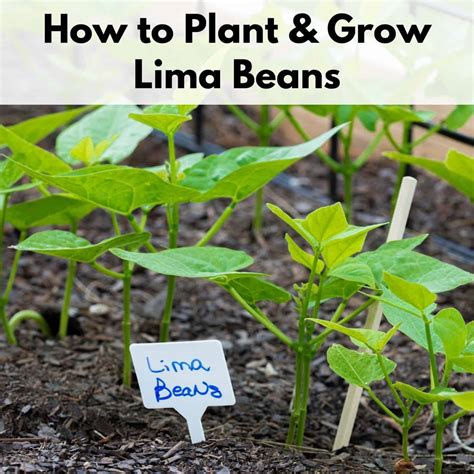 How to Plant and Grow Lima Beans Successfully - Together Time Family