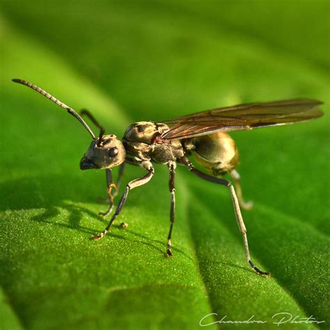 Winged Ant, FREE Stock Photo: Flying Ant on Leaf Surface, Macro Photo ...