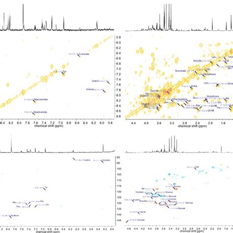 Two-dimensional NMR spectra with annotation of major metabolites of ...