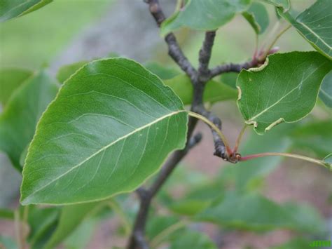 Callery pear (Not recommended) | The Morton Arboretum