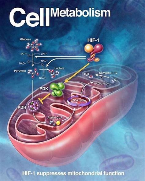 CELL METABOLISM - MEDizzy