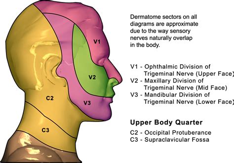 Dermatome Map Face