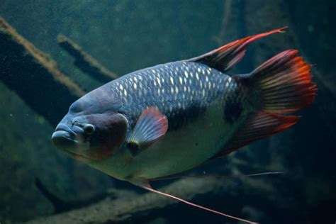 Giant Gourami Care Guide: Size, Behavior, Diet, And More - Aquariadise