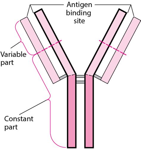 Figure: Basic Y Structure of Antibodies - Merck Manuals Consumer Version