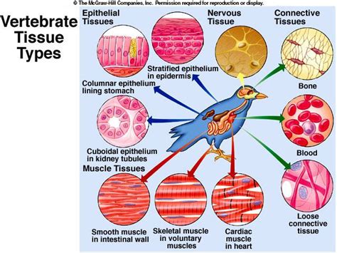 Fig 10-5 Four Major Tissue Types in Animals.jpg (640×480) | Taxonomias | Pinterest | Tissue types