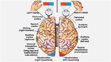 Brain region function in Neurofeedback training organization