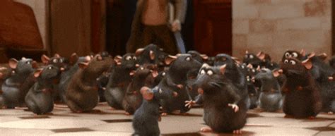 Rats GIFs - Find & Share on GIPHY