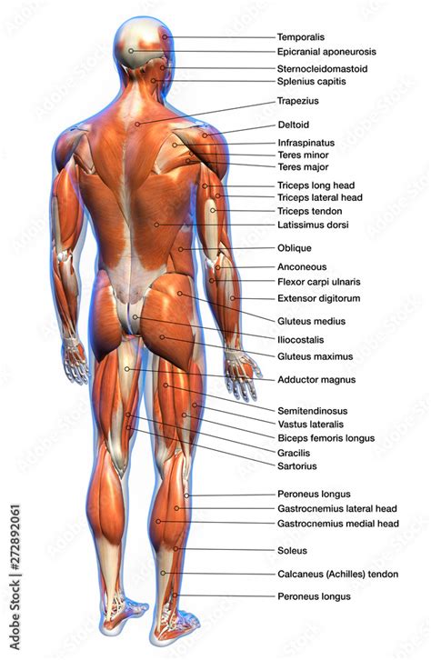 Labeled Anatomy Chart of Male Muscles Posterior View Stock Illustration ...