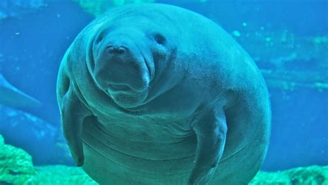 20 photos of manatees doing manatee things and being super-cute - Alltop Viral