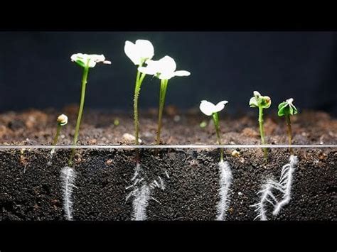 🔥 7 Days Growing Radish Time Lapse 🌱 : r/NatureIsFuckingLit