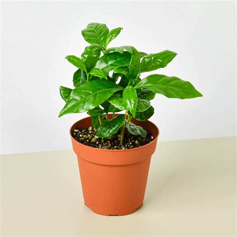 Arabica Coffee | Indoor Plant | Tropical Plant | Potted Plant — House ...