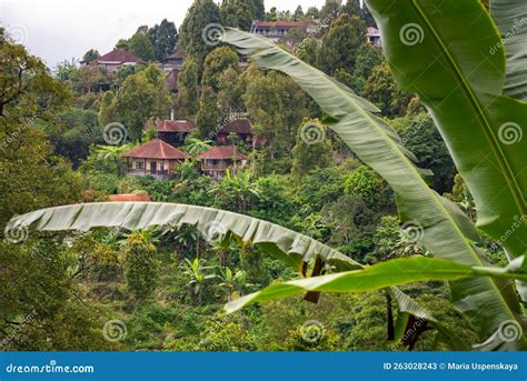 Houses in Green Tropical Forest with Banana Plants in Bali, Indonesia ...