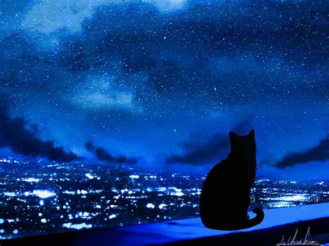 動物、 猫、 都市、 人物、 夜、 空、 HDデスクトップの壁紙 | Wallpaperbetter