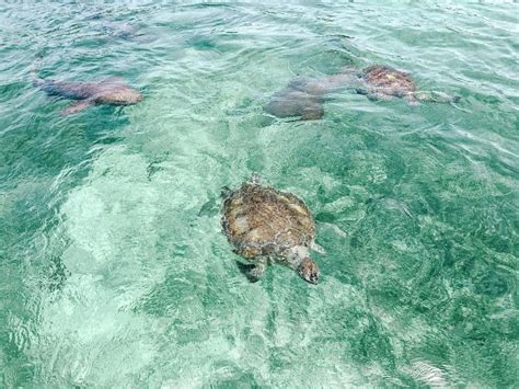 Travel Guide to Green Turtle Cay, Bahamas | Coral & Cotton