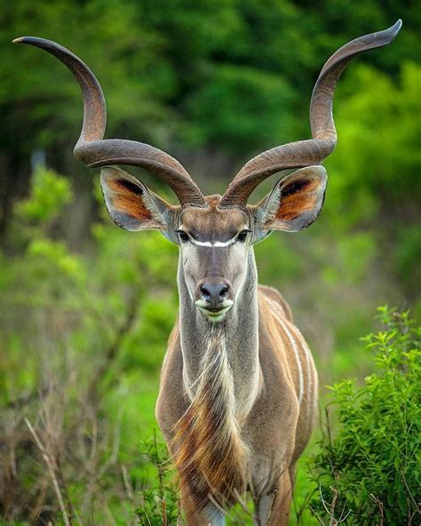 Pin by sdrumjo on Universe Is Ready | Wildlife photography, Wildlife animals, Kudu