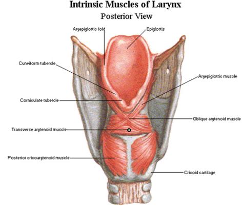 Topic 3: Muscles of the larynx, their function and innervation ...