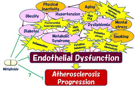 Postprandial hyperglycemia and endothelial function in type 2 diabetes: focus on mitiglinide ...