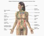 The Lymphatic/Glymphatic Systems – The Alkalign Lifestyle Guru