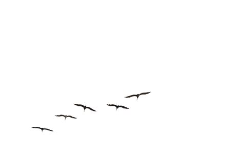 Bird Flight Gulls Brown pelican Flock - flock of birds png download ...