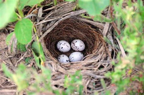 Lark Sparrow nest with eggs | Sparrow nest, Sparrow eggs, Bird eggs