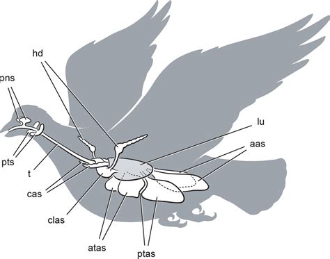 Cranial sinus and postcranial air sac systems in birds. All pneumatic spaces are paired except ...