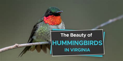 The Beauty of Hummingbirds in Virginia [ID & Pictures] - Birdwatching Buzz