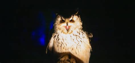 Hawk Conservancy Trust Winter Woodland Lights | insidehampshire