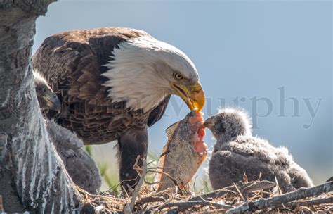 Bald Eagle Chicks Insect – Tom Murphy Photography