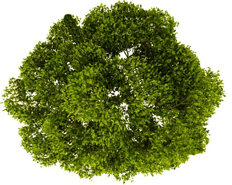 Tree Plan Png Transparent Images Free Download Free Png Images