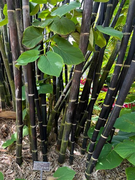 Grow Lush Bamboo in Pots - Flower Patch Farmhouse