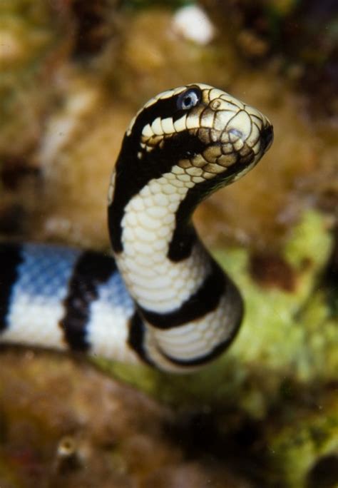 banded sea krait on Tumblr