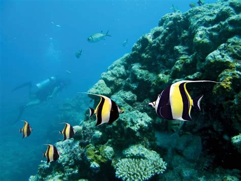 Moorish idol | Marine, Reef, Swimming | Britannica