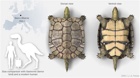 This extinct species of turtles survived the asteroid that killed the dinosaurs | CTV News