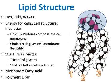 Molecular Structure Of Lipids With Diagram