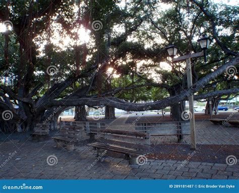 Sunset through the Banyan Tree in Lahaina, Maui Stock Image - Image of leaves, natural: 289181487