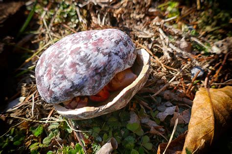 Mystery Mythical Monster Egg | Etsy