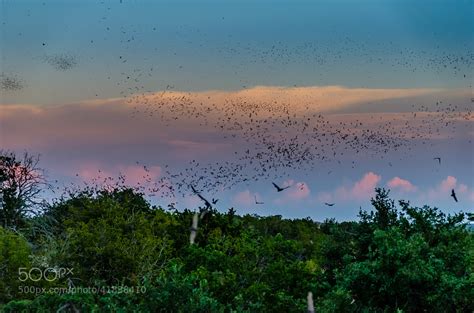 The Most Dramatic Animal Migrations Captured On Camera - 500px