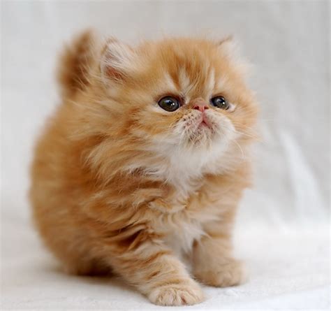 42+ Orange Persian Munchkin Cat - Furry Kittens