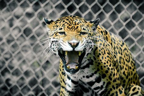 Jaguar Funny Face | Eric Kilby | Flickr