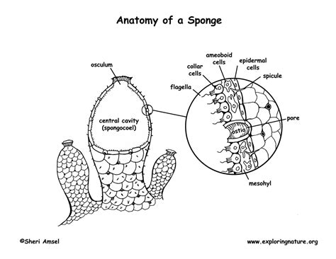 Phylum - Porifera (Sponges)