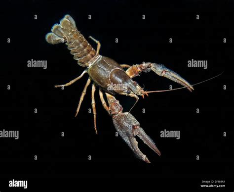 Crayfish or European crayfish, Astacus astacus Stock Photo - Alamy