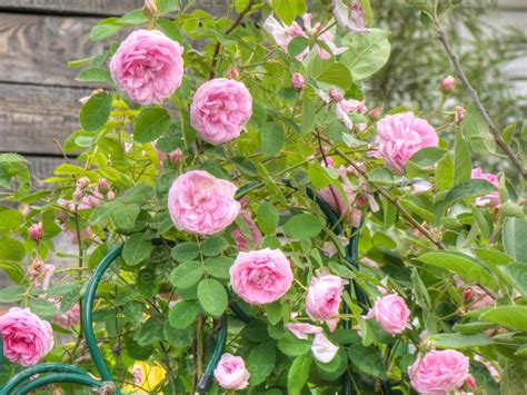 Pink Roses in the Garden 12218180 Stock Photo at Vecteezy