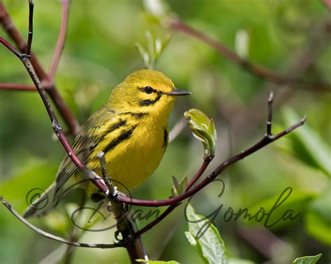 Dan Gomola Wildlife Photography | Songbird Migration - The Beginning