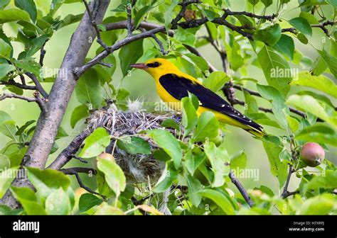 Golden Oriole (Oriolus oriolus) male at nest, Bulgaria Stock Photo - Alamy