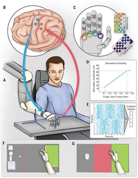 paciente Millas Limitado brain computer interface history puntada ...