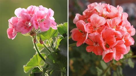 How to Grow and Care for Geraniums - Garden Beds