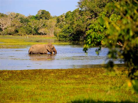 Wildlife Safari Holidays in Sri Lanka | Wildlife Safaris in Sri Lanka ...