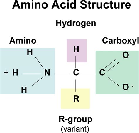 What monomers are proteins made of? What is the structure of the ...