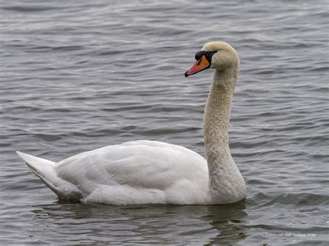 Aggressive Swans - Small Sensor Photography by Thomas Stirr